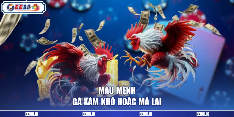 Màu mệnh gà xám khô hoặc mã lai